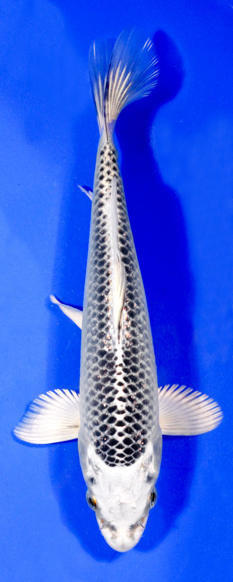Ki Shusui
