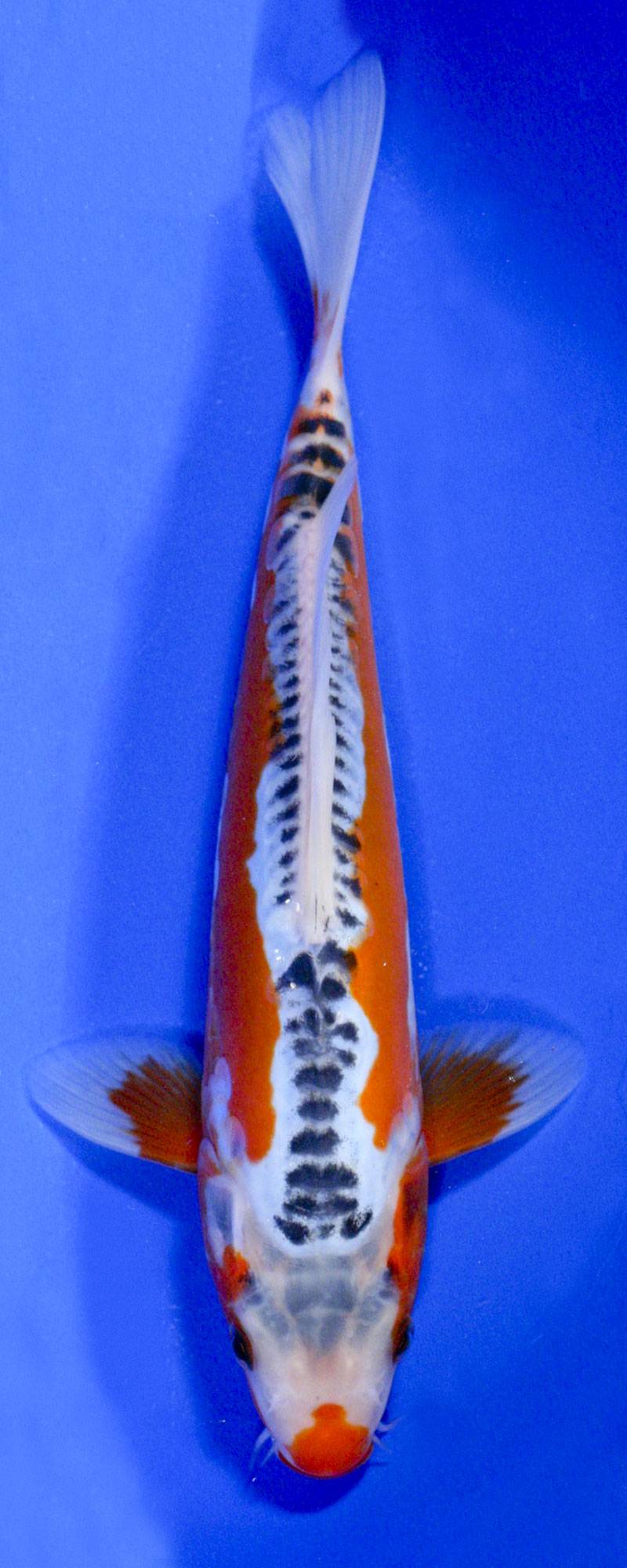 Ki Shusui