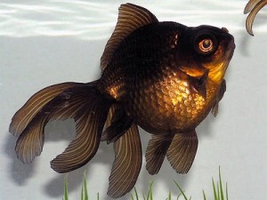 Black Moor Goldfish Black Moor Goldfish