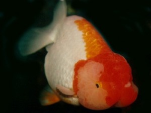 Lionhead Goldfish Lionhead Goldfish