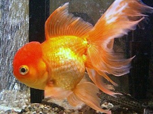 Oranda Goldfish Oranda Goldfish