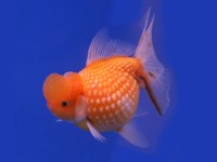 Pearlscale Goldfish Pearlscale Goldfish
