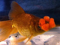 Pom Pom Goldfish Pom Pom Goldfish