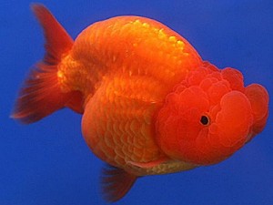 Ranchu Goldfish Ranchu Goldfish
