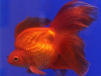 Ryukin Goldfish Ryukin Goldfish