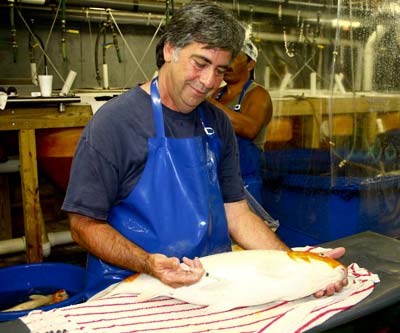 Rick Injects Breeder live koi fish brood stock injection