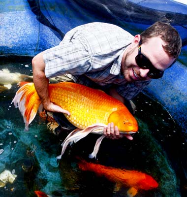 Casey with Retired Ogon Butterfly Breeder man with jumbo orenji ogon butterfly breeder