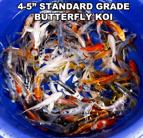 live 4-5 inch standard grade butterfly koi fish live 4-5 inch standard grade butterfly koi fish