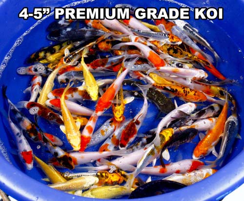 live 4-5 inch premium grade koi fish live 4-5 inch premium grade koi fish