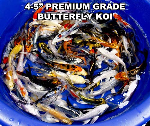 live 4-5 inch premium grade butterfly koi fish live 4-5 inch premium grade butterfly koi fish