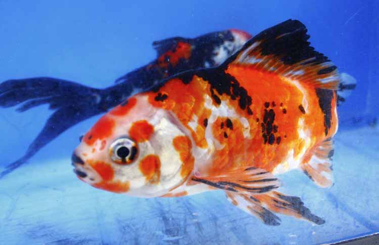Live Imported Chinese Shubunkin Goldfish Live Imported Chinese Shubunkin Goldfish
