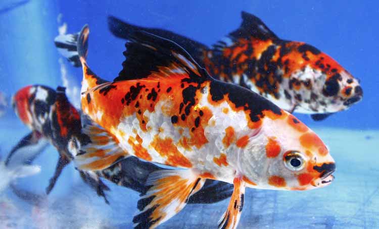 Live Imported Chinese Shubunkin Goldfish Live Imported Chinese Shubunkin Goldfish
