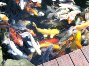 live butterfly koi swimming in a pond 