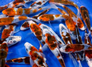 live goromo koi fish for sale