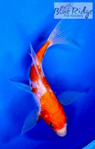 live gin rin kohaku butterfly koi fish