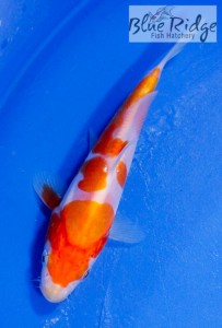 live scaleless doitsu kohaku koi fish
