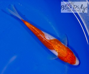 live inazuma kohaku koi fish