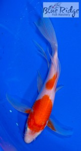 live kohaku butterfly koi fish