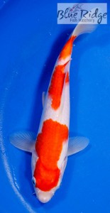 live kohaku koi fish