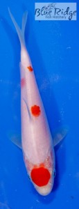 live maruten kohaku koi fish