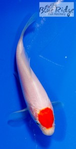 live tancho kohaku koi fish