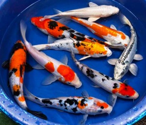 live premium grade koi fish