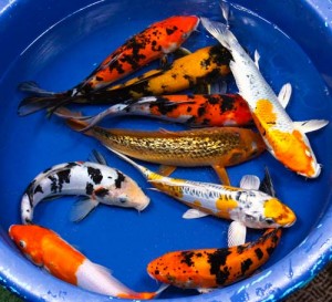 live koi fish for sale