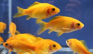 live blushing apricot comet goldfish