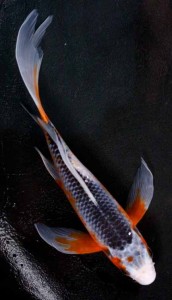 live asagi butterfly koi fish