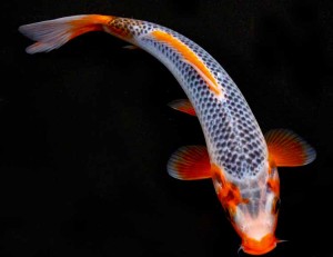 A traditional Asagi, with blue net pattern and orange/red accents.