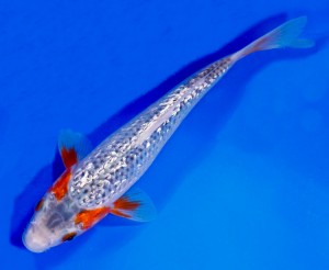 live gin rin asagi koi fish for sale