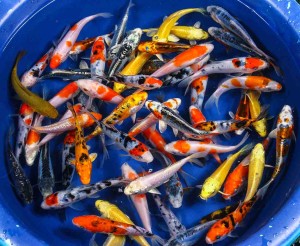 live premium grade koi for sale
