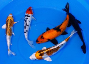 large live koi to buy