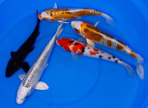 live koi for sale