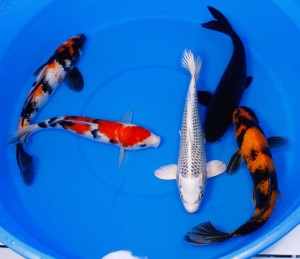 premium select live koi for sale