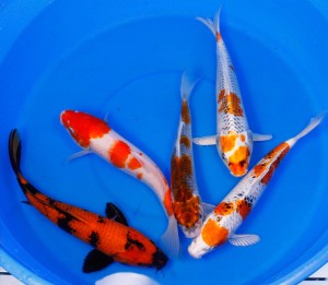 live premium grade koi for sale