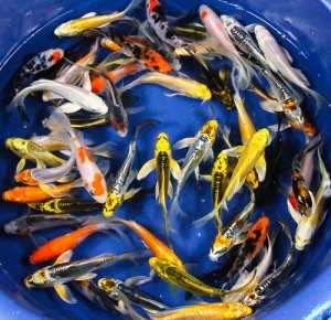 premium grade butterfly koi fish