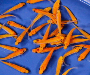 golden tench live fish for sale