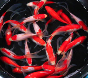 sarasa comet live goldfish